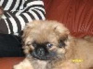 PUI DE CALITATE PEKINESE IMPERIAL-de la 200 E