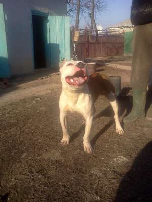 Monta amstaff