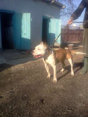Monta amstaff