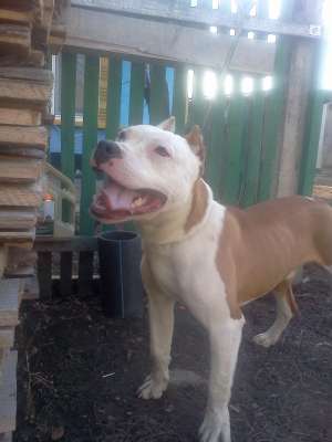 Monta amstaff