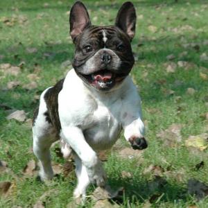 Adopt yorkshire terrier ,     bulldog francez ,    bichon,      pechinez sau shi-tzu