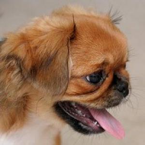 Adopt yorkshire terrier ,     bulldog francez ,    bichon,      pechinez sau shi-tzu