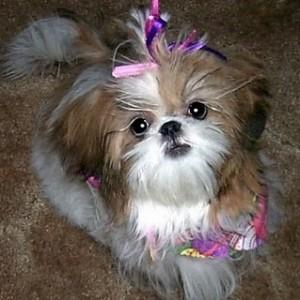 Adopt yorkshire terrier ,     bulldog francez ,    bichon,      pechinez sau shi-tzu