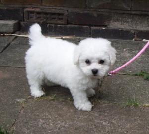 Adopt yorkshire terrier ,     bulldog francez ,    bichon,      pechinez sau shi-tzu