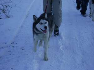 Vand catelusa Husky Siberian rasa pura