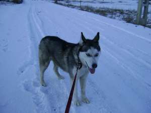 Vand catelusa Husky Siberian rasa pura