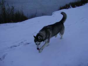 Vand catelusa Husky Siberian rasa pura