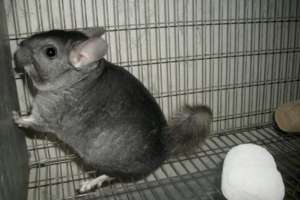 chinchila de vanzare