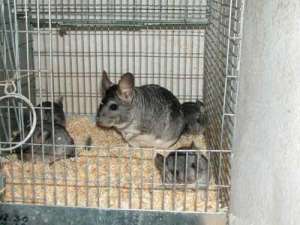 chinchila de vanzare