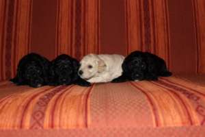 Vand 4 pui de pudel/caniche