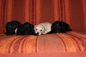 Vand 4 pui de pudel/caniche