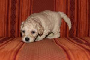 Vand 4 pui de pudel/caniche