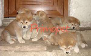Vand catei de rasa Akita Inu Japonez