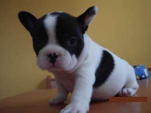 Bulldog Francez ,  masculi si femele