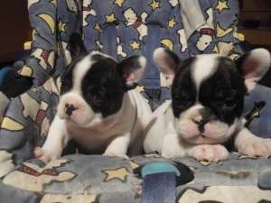 Bulldog Francez ,  masculi si femele