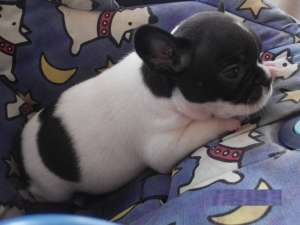 Bulldog Francez ,  masculi si femele