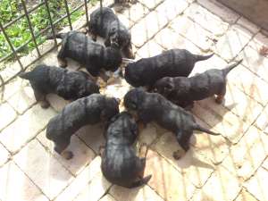 vand catei rottweiler