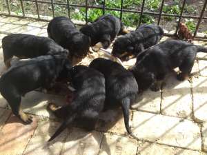 vand catei rottweiler