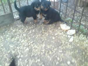 vand catei rottweiler