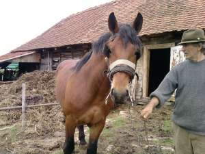 armig 3 ani pret bun