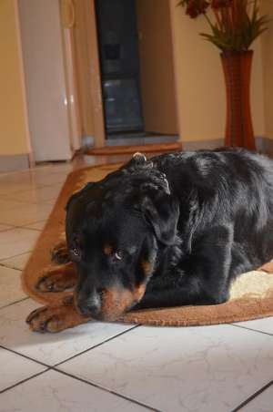 mascul monta rottweiler