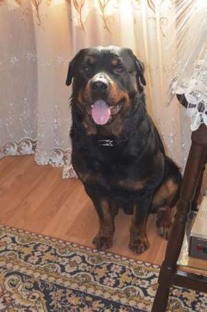 mascul monta rottweiler
