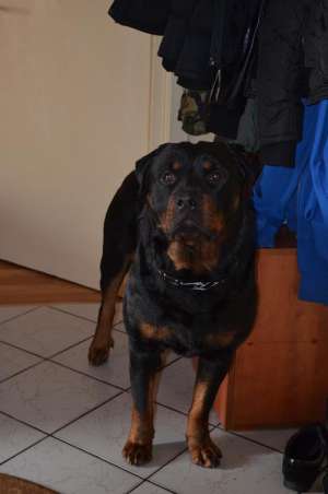 mascul monta rottweiler