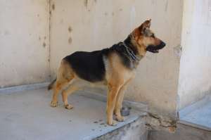 ofer pt monta mascul ciobanesc german talie mare