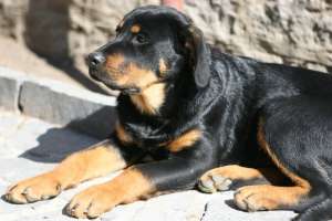 Rottweiler Talie Urias