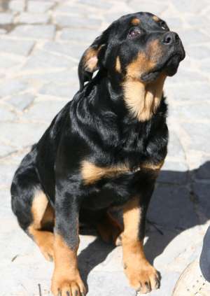 Rottweiler Talie Urias