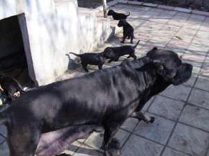 vand pui cane corso bacau