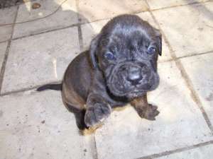 vand pui cane corso bacau