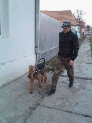 Caut catea pentru inperechere cu AIREDALE TERIER