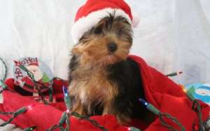 Frumoase pui Mini Yorkie
