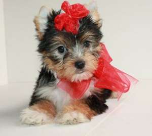 Frumoase pui Mini Yorkie