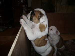 Vind pui de    Bulldog englez