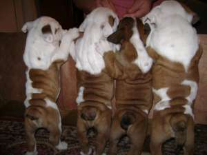 Vind pui de    Bulldog englez