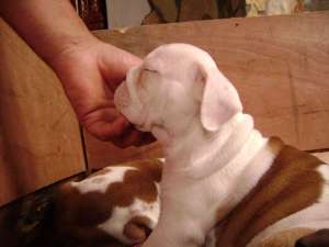 Vind pui de    Bulldog englez