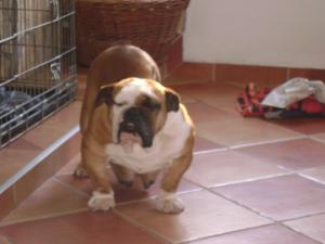 Vind pui de    Bulldog englez
