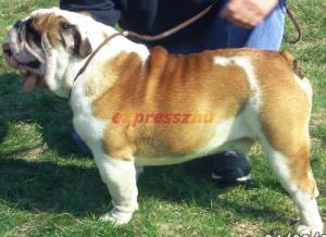 Vind pui de    Bulldog englez
