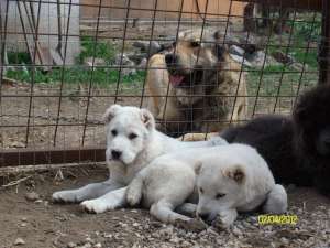 PUI CIOBANESC DE ASIA CENTRALA CU PEDIGREE