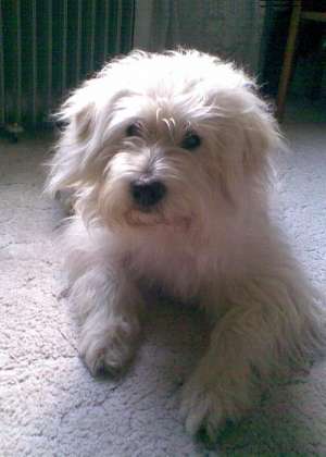 PIERDUT CAINE ALB