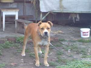 vand amstaff