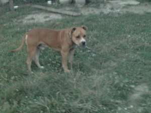 vand amstaff
