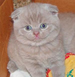 PISICI SCOTTISH FOLD DE VANZARE BUCURESTI BRASOV IASI ORADEA CONSTANTA TIMISOARA GALATI