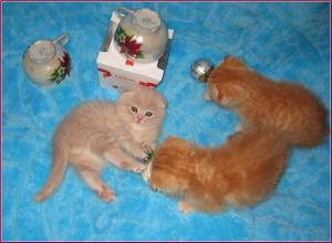 PISICI SCOTTISH FOLD DE VANZARE BUCURESTI BRASOV IASI ORADEA CONSTANTA TIMISOARA GALATI