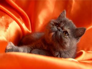 PISICI EXOTIC SHORTHAIR DE VANZARE BUCURESTI BRASOV IASI ORADEA CONSTANTA TIMISOARA GALATI