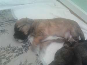 vand pui bichoni maltese