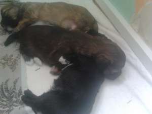vand pui de bichoni maltese