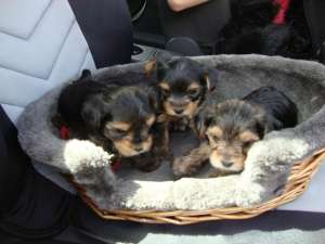 YORKSHIRE TERRIER TOY